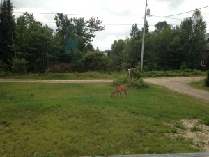 Deer at Warbler's Roost