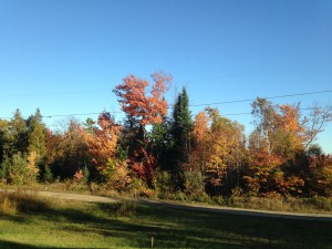 Fall pictures at Warbler's Roost